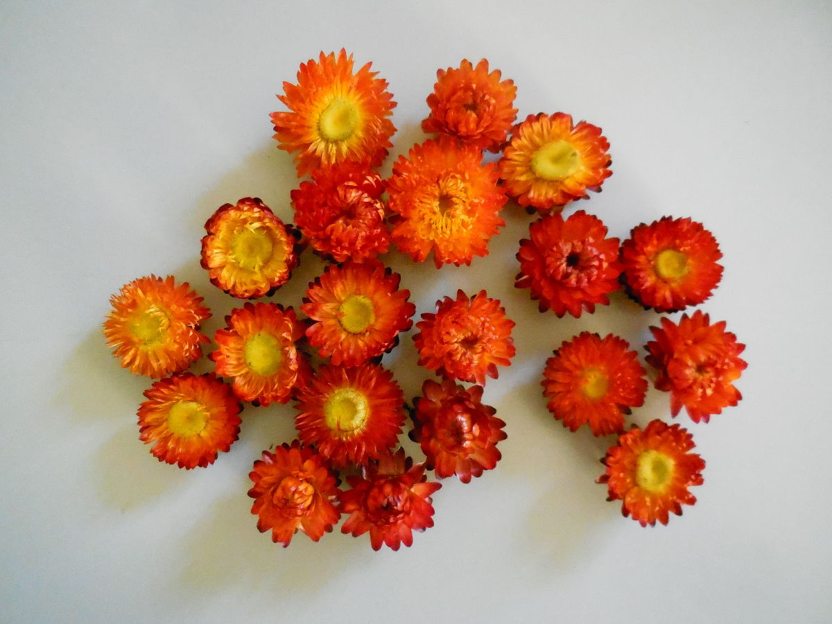 Strohblumen/ Rot, 3- 4cm