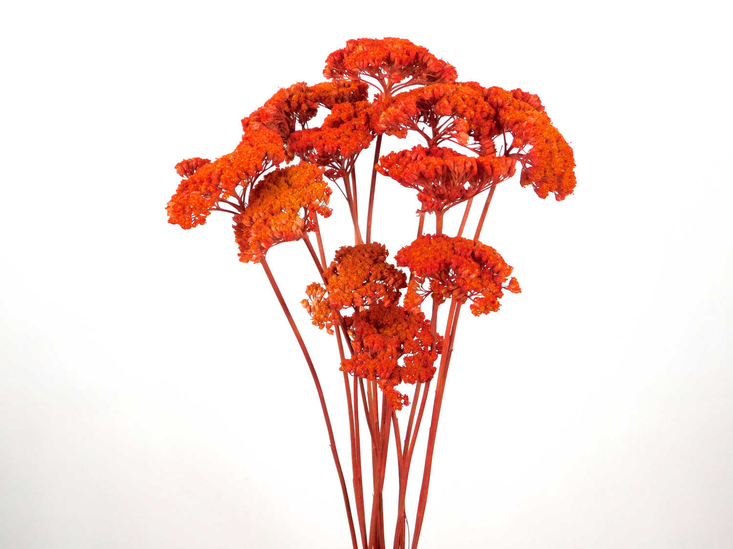 Schafgarbe_Rot gefärbte Schafgarbe, Rot, 5- 8 cm, 1 Stängel