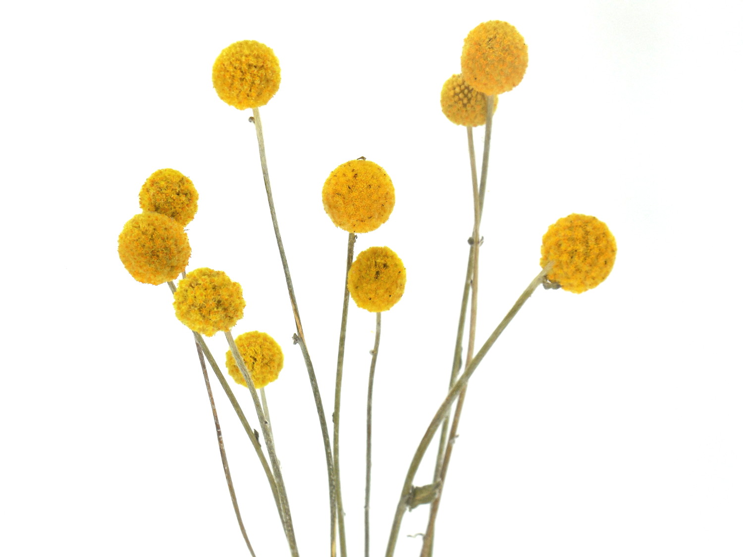 Trommelstock_Craspedia-Globosa Trommelstock, Goldgelb, größere Köpfe, 60 cm
