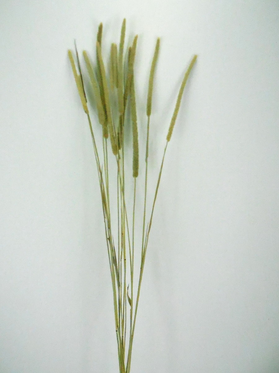 Kolbengras, 20 Halme, Natur, 50 cm