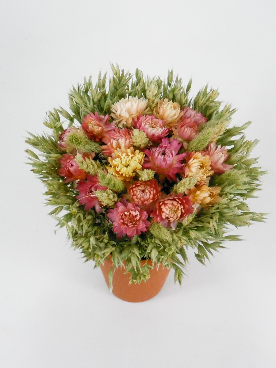 Strohblumenstrauß mit Hafer, 15❘20❘25❘30cm