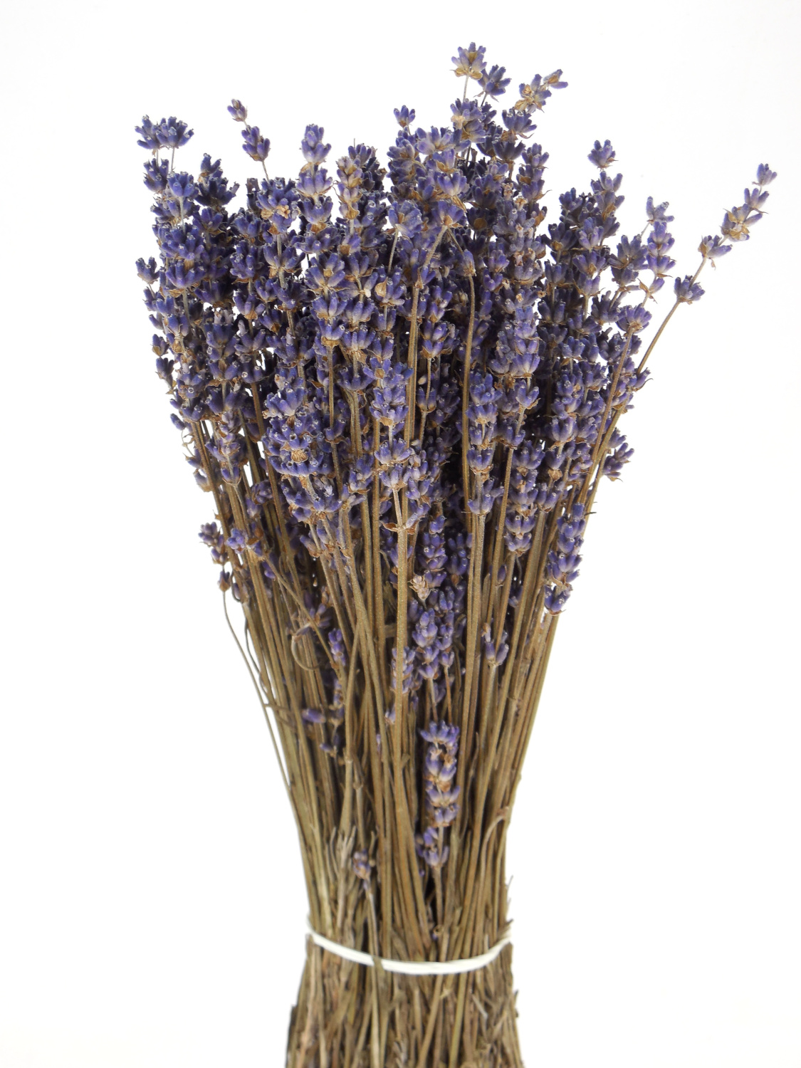 Echter Lavendel, 30 cm