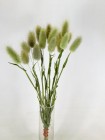 Samtgras_Bio_45cm1ZuFHi3lAWWOw4 Samtgras(Lagurus), 50cm, *Bio-zertifiziert*