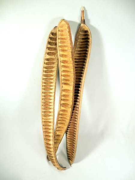 1199_0 Fruchtschote, Leiterschote, Natur, 1 Stück