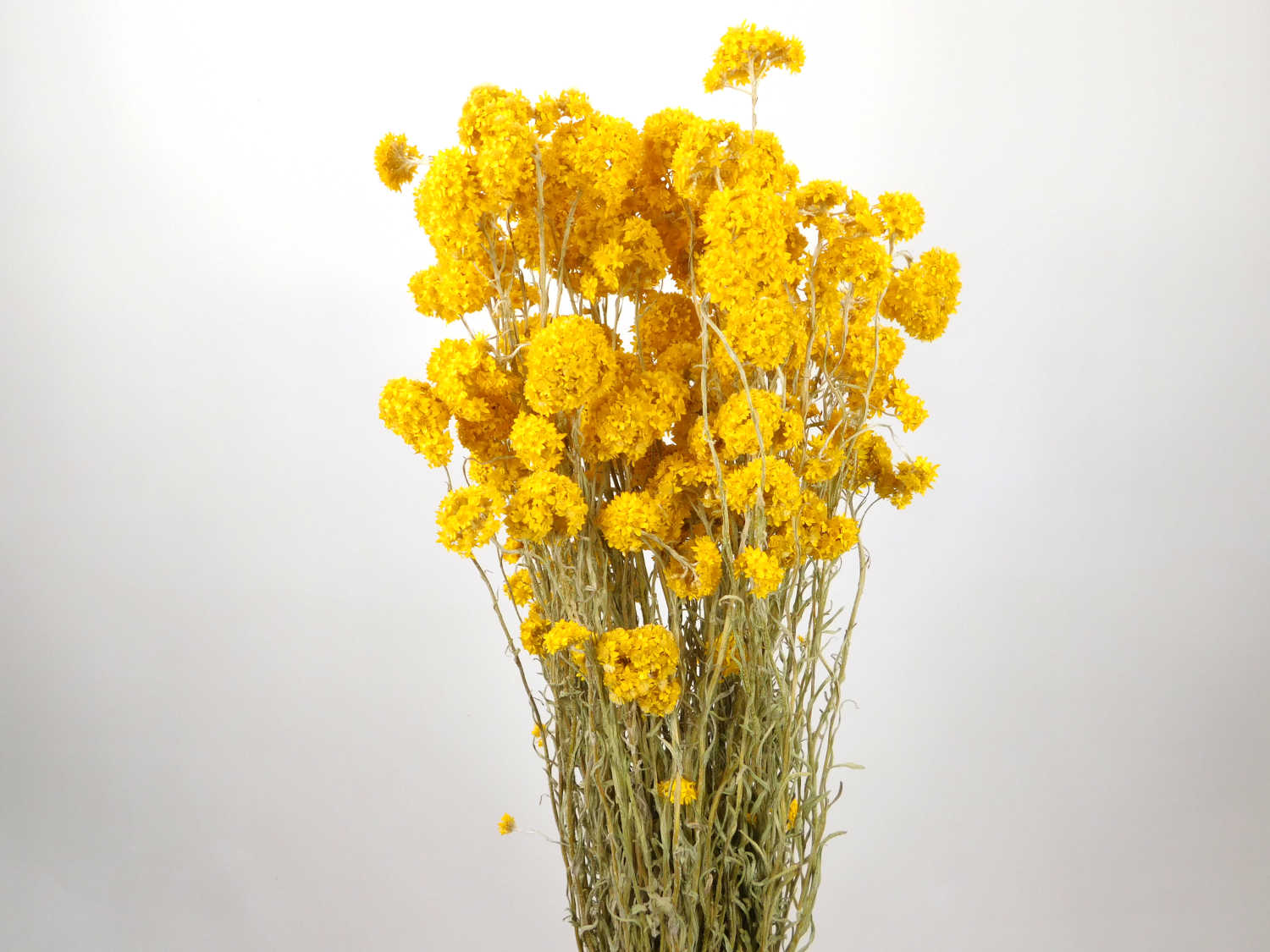 Sanfordii_gelb3 Sanfordii, sonnengelb, 60cm