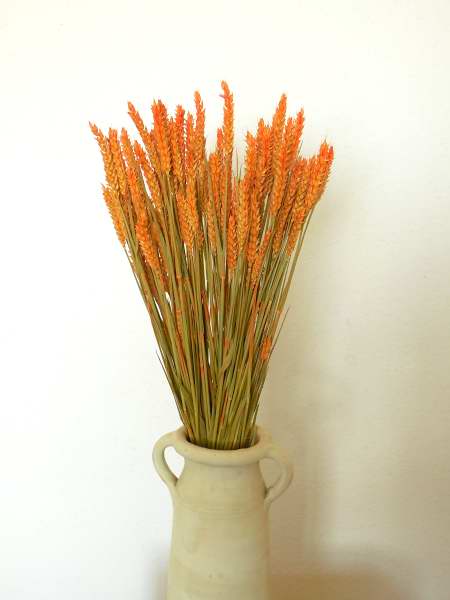 1736_0 Weizen, Orange, ganzes Bund (70 - 90 Halme), 65 cm