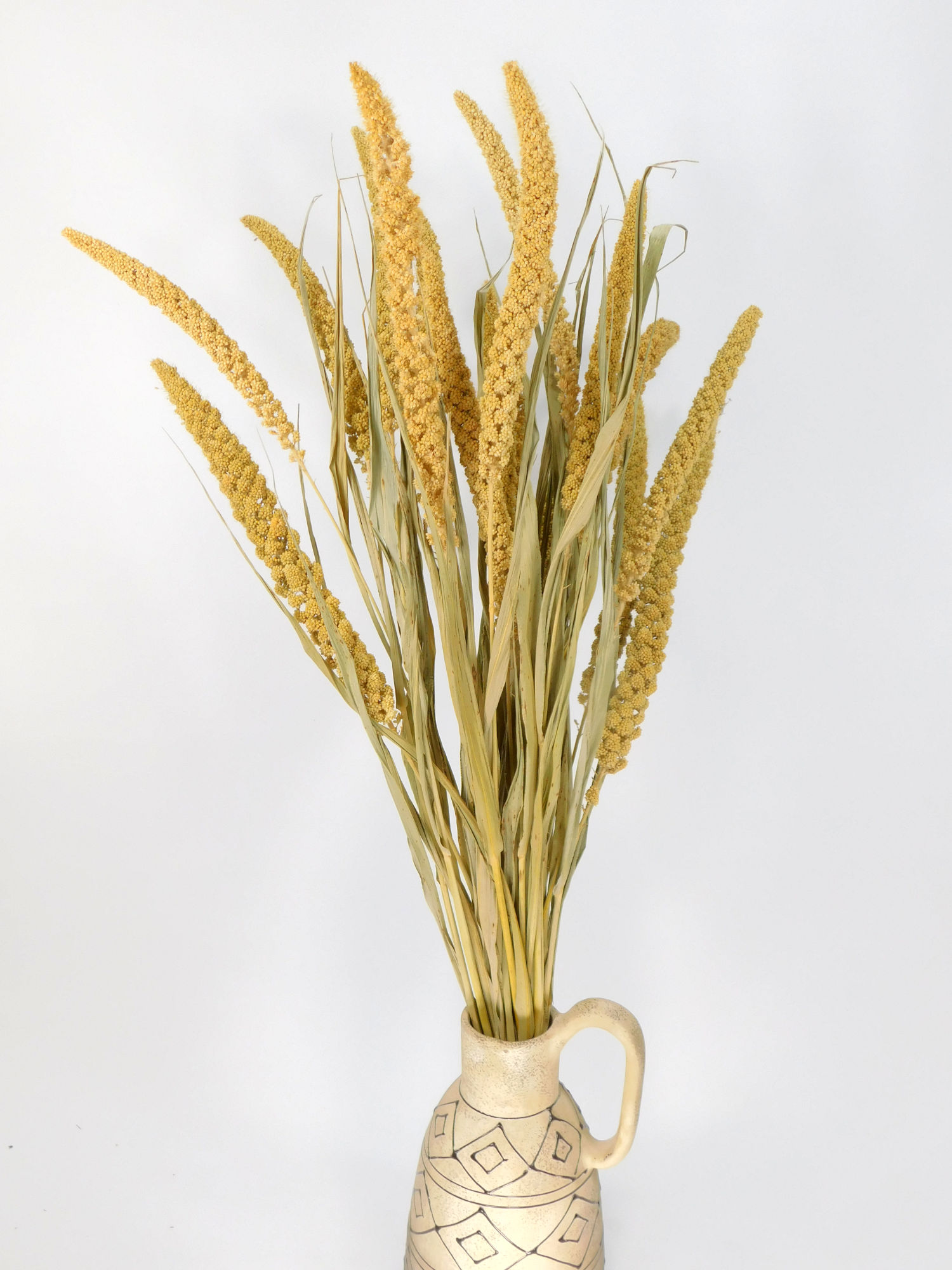 Hirse_Italienische_15Halme Italienische Hirse, 70 cm, 20 Stängel