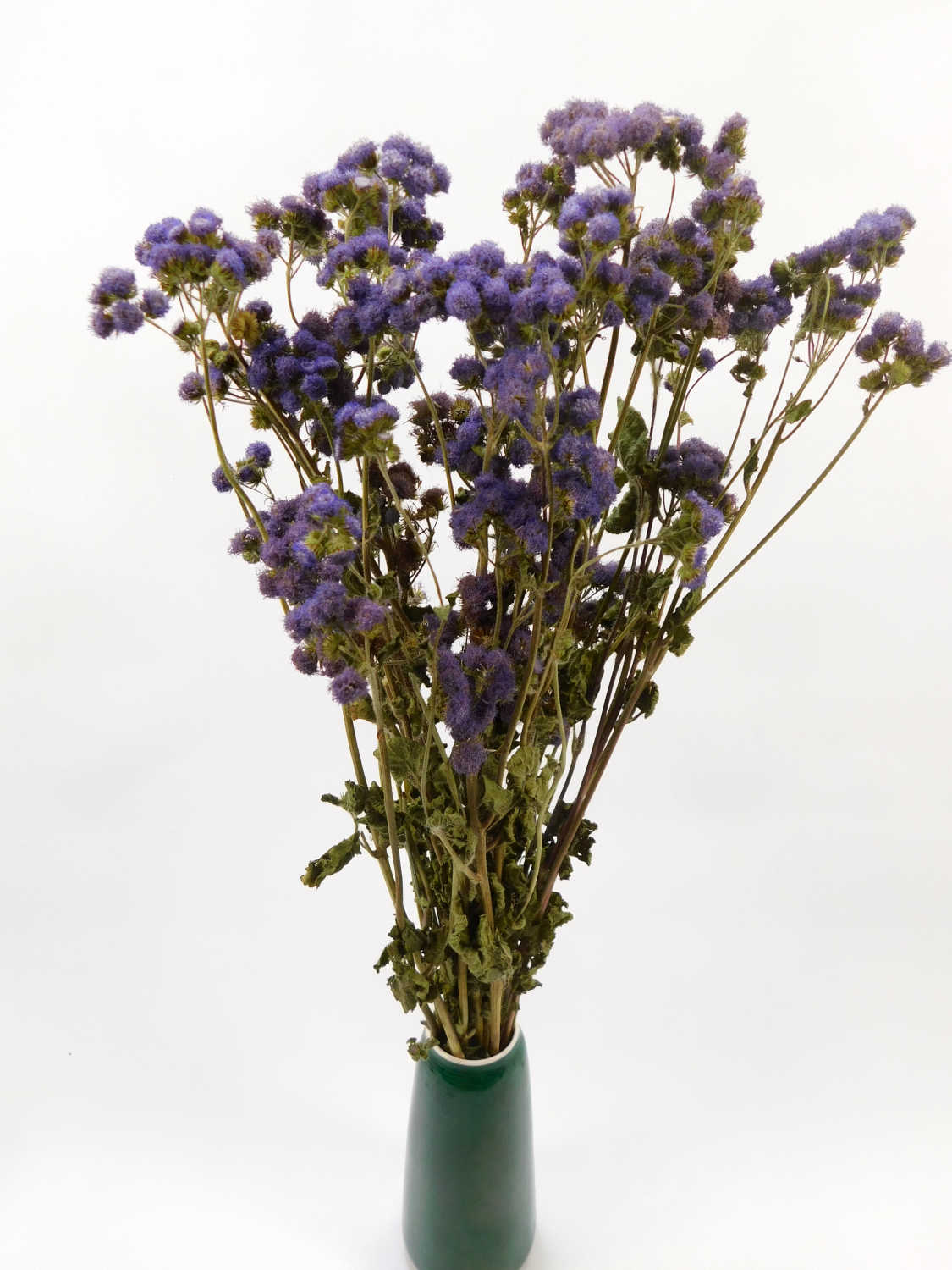Ageratum
