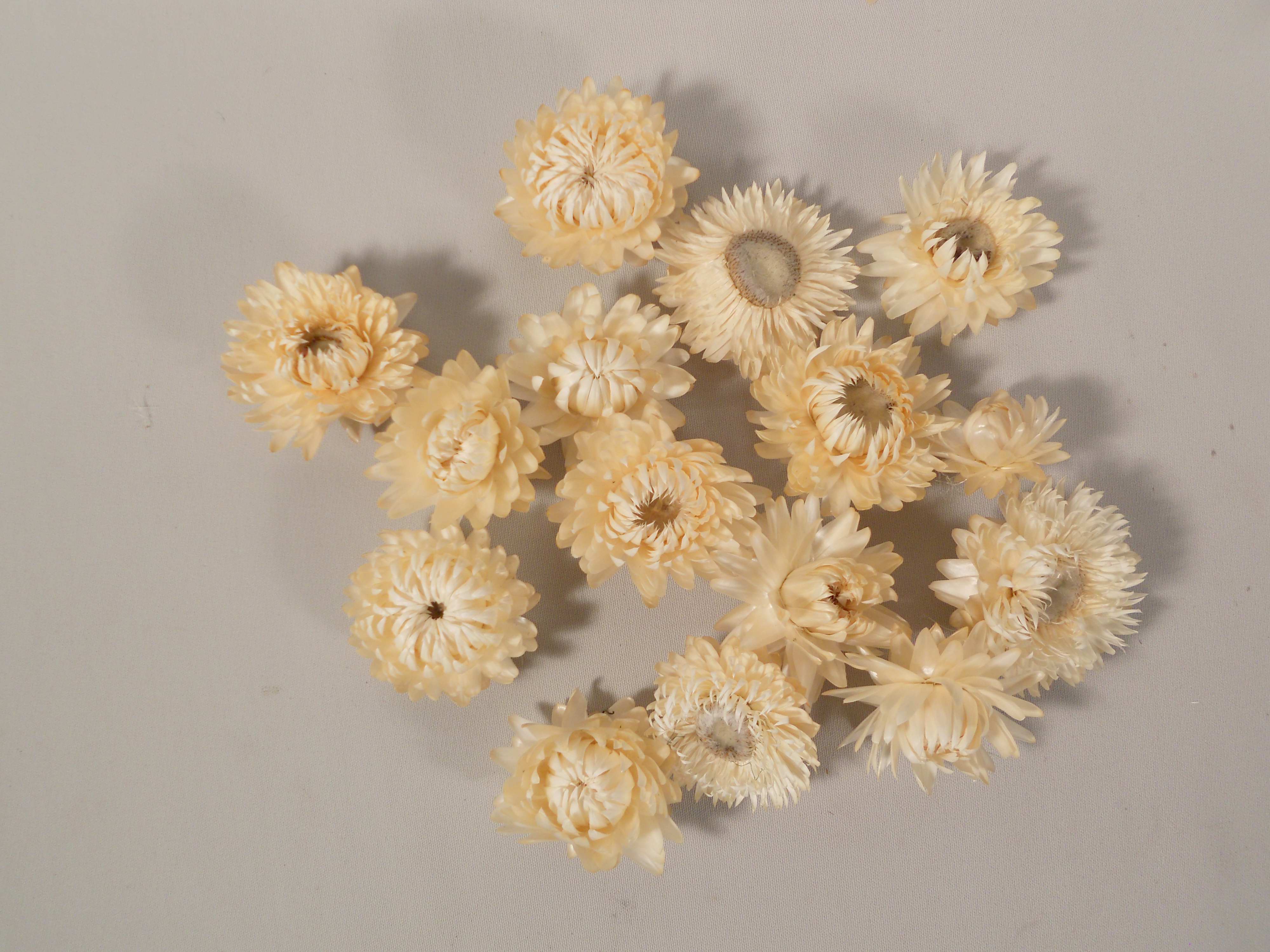 1775_0 Strohblumen/ Weiss, 3- 4cm, 20 Stück