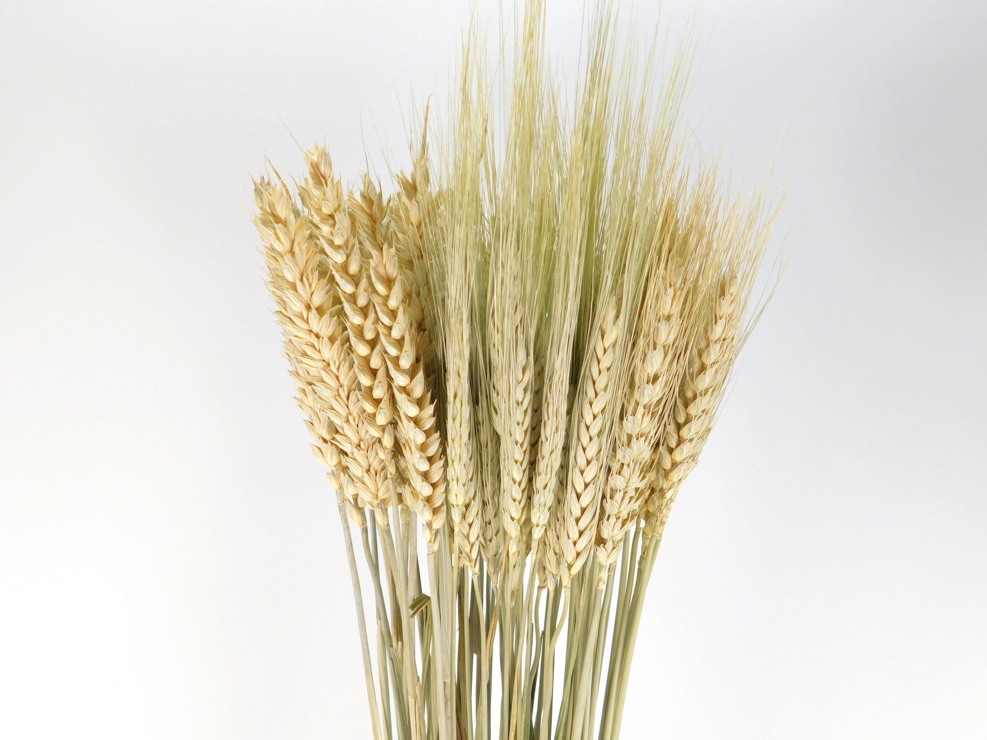 Weizen_gemischt_gr-n Weizen / gemischt, jung geschnitten,*Bio*, 70cm