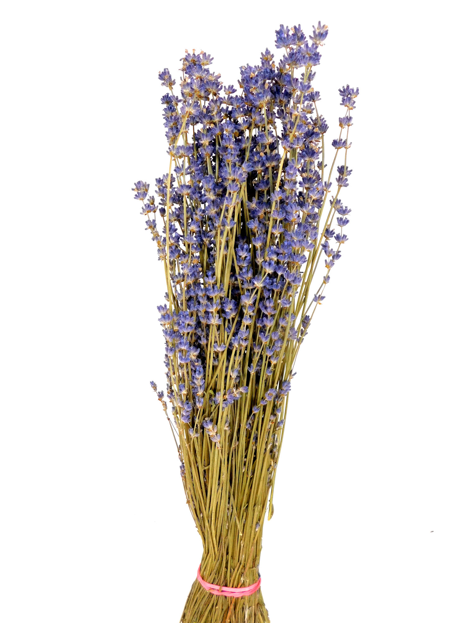 Echter Lavendel, 40- 45cm