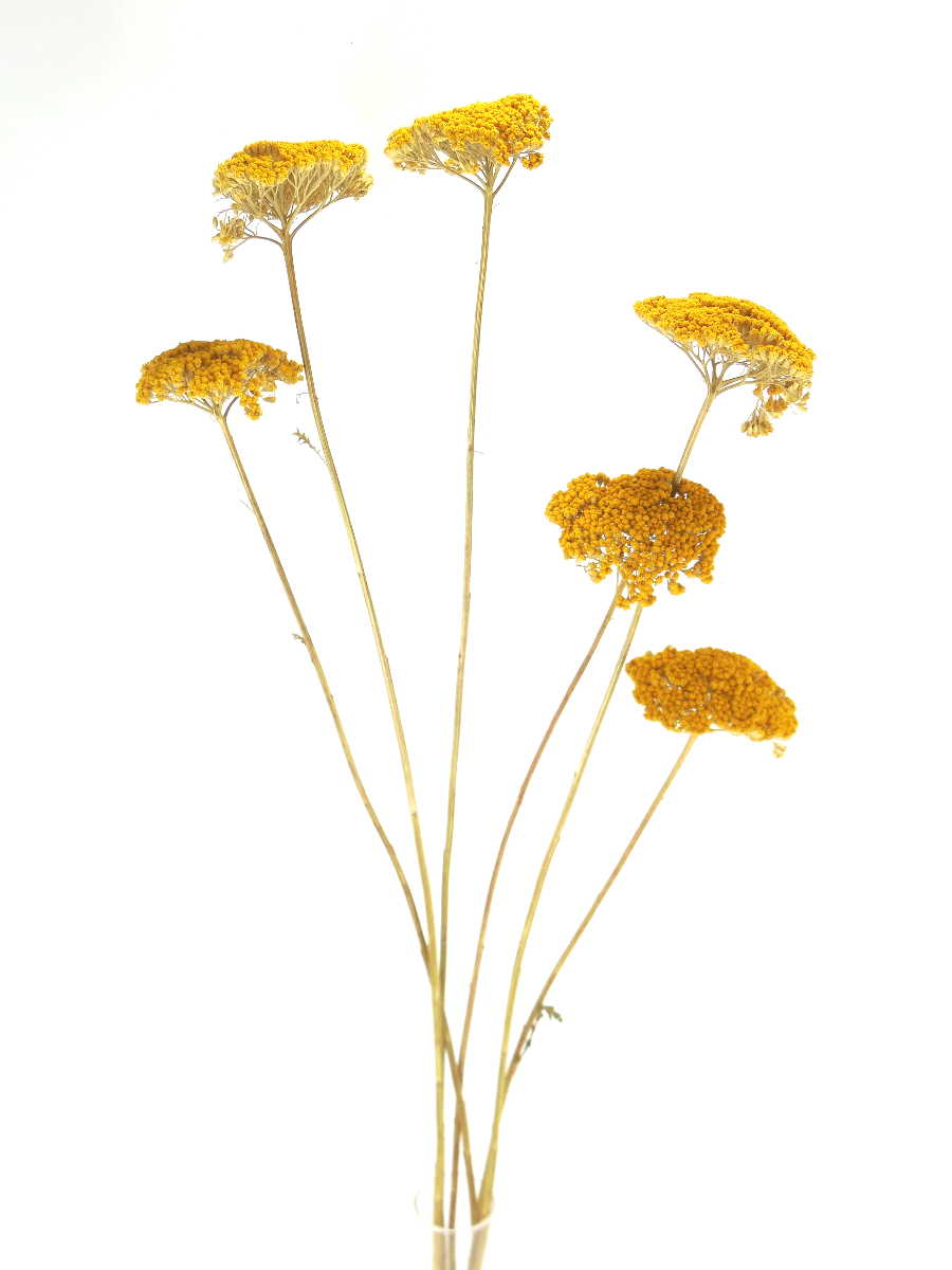 Schafgarbe(Achillea), Goldgelb, 4- 6cm, ein Stängel