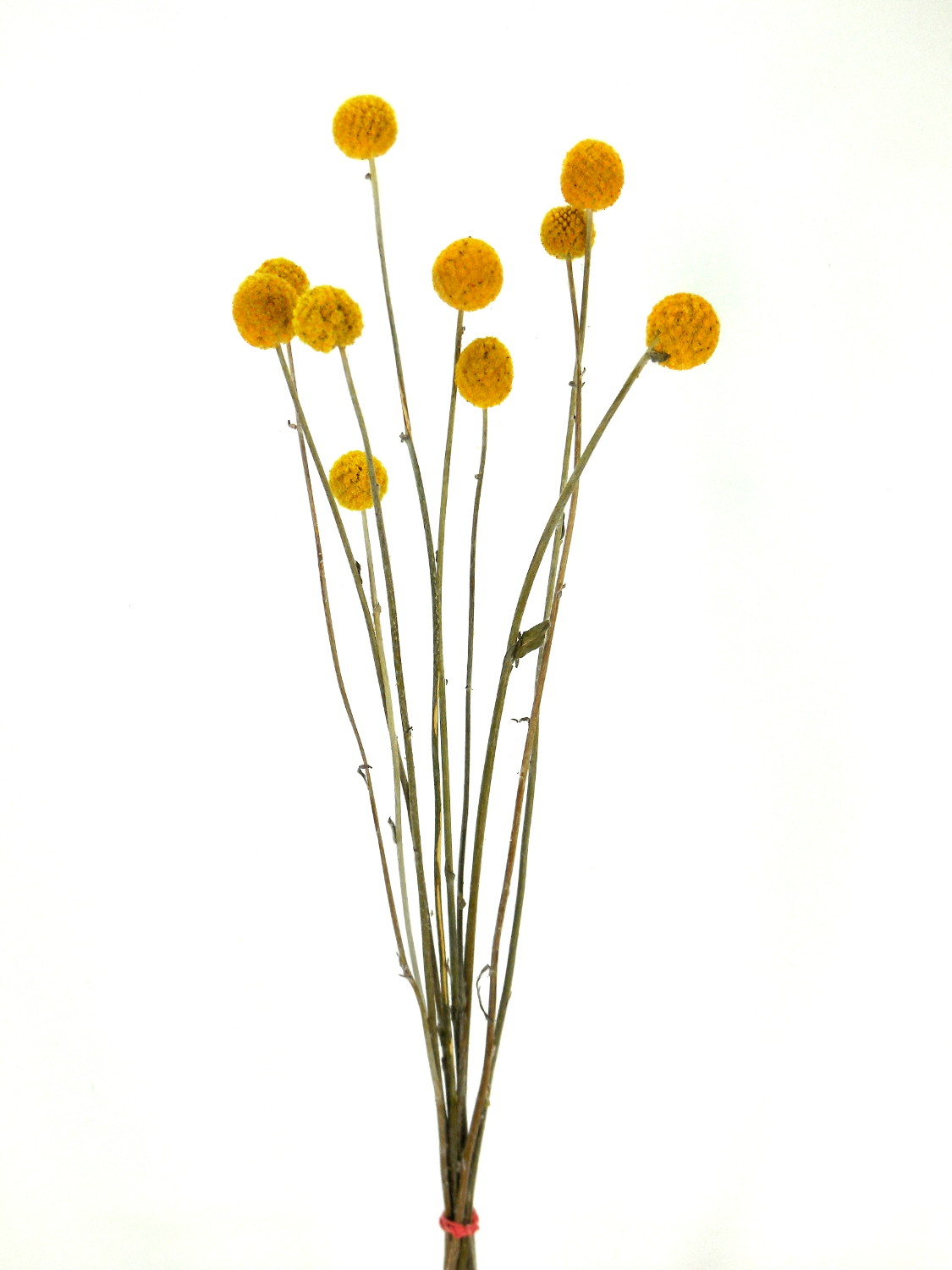 Trommelstock-Craspedia-Globosa Trommelstock, Goldgelb, größere Köpfe, 60 cm
