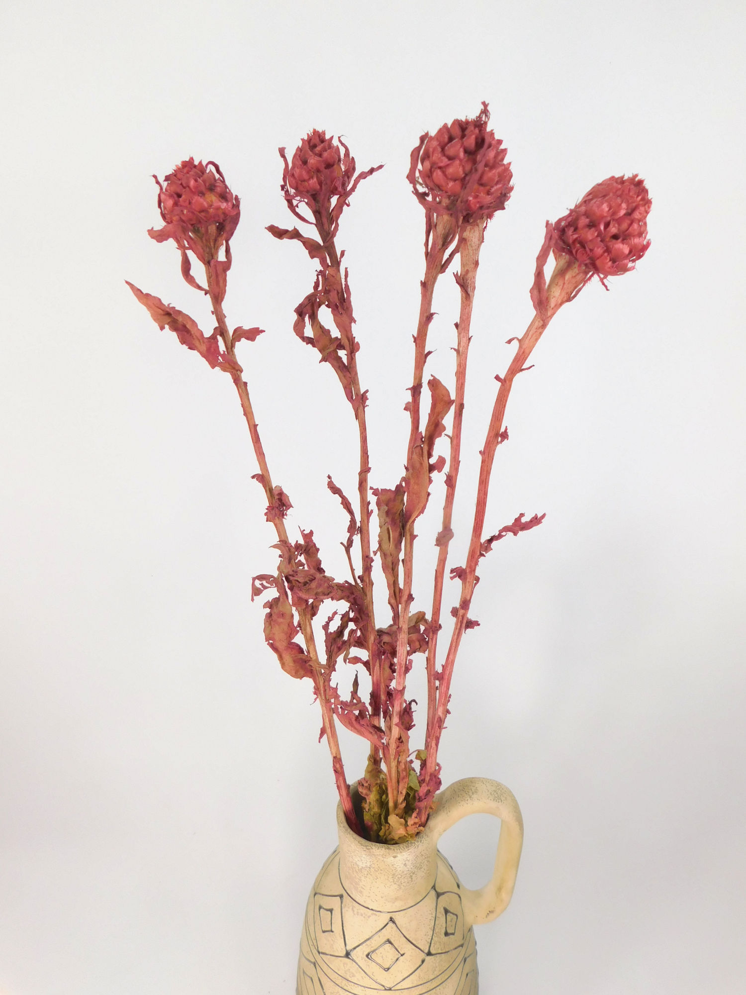 Riesenflockenblume_Rot2 Riesen-Flockenblume, Rot, 1 Stängel, 45- 60 cm