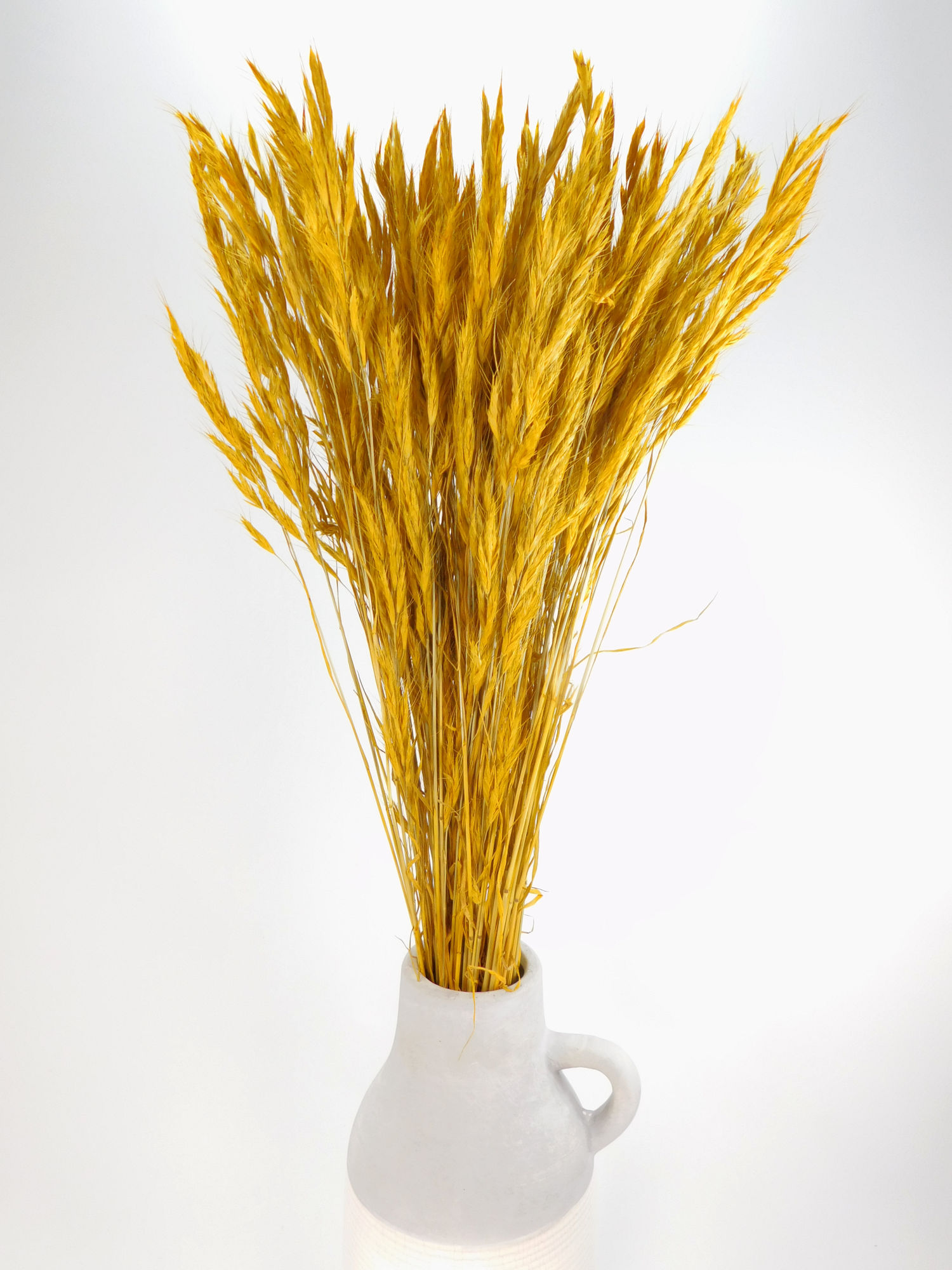 Trespe_Gelb Langgrannige Trespe, Gelb, 30 Halme, 65 cm