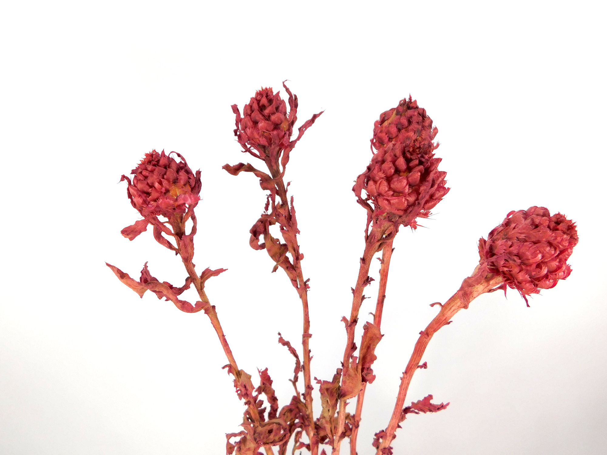 Riesenflockenblume_Rot Riesen-Flockenblume, Rot, 1 Stängel, 45- 60 cm