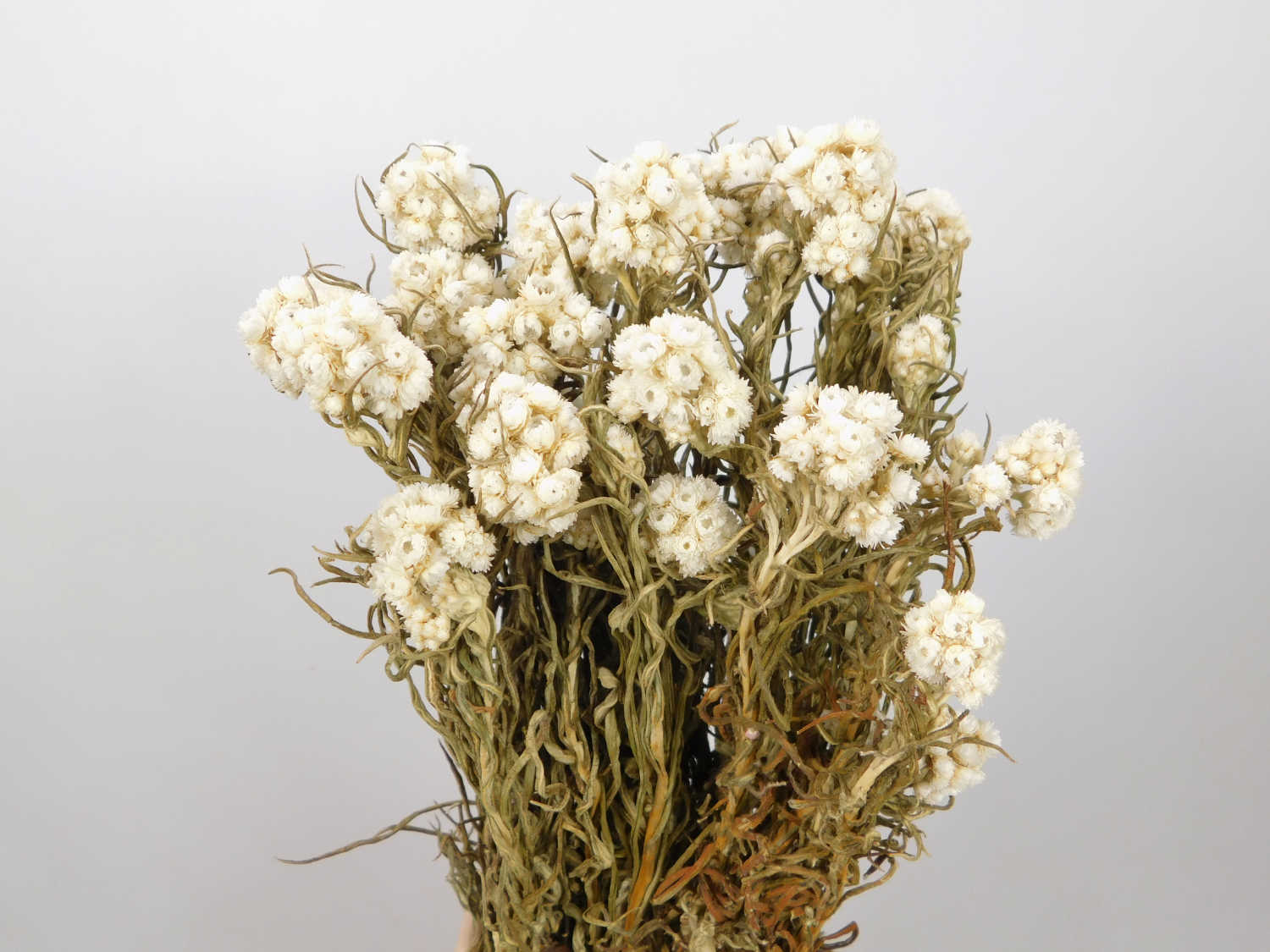 Perlk-rbchen_Silberimmortelle5 Perlkörbchen, ganzes Bund, 45cm