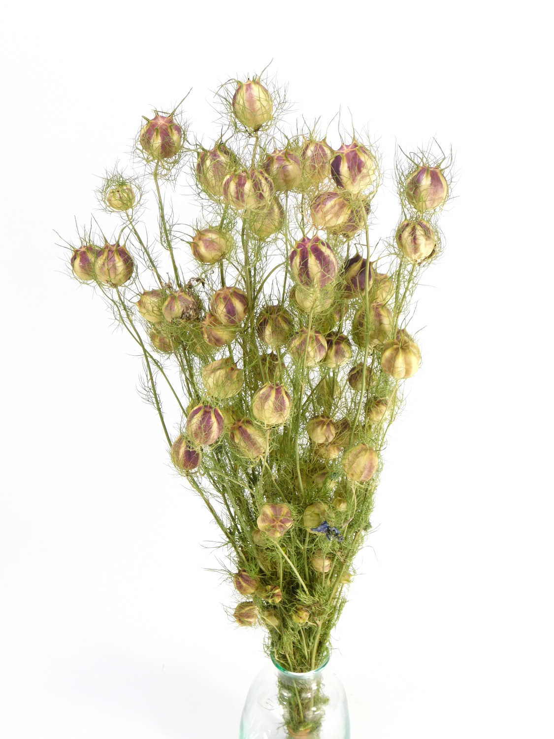 Jungfer_im_Gruenen_Bio Jungfer im Grünen, Bio-zertifiziert, 40-55cm