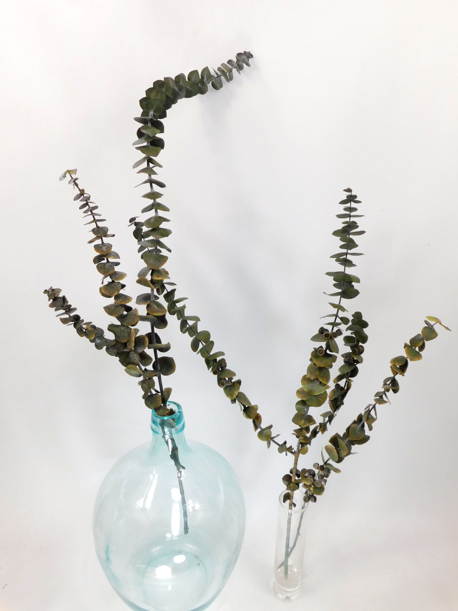 Eukalyptus Baby Blue, 30 Gramm, 55 - 70 cm