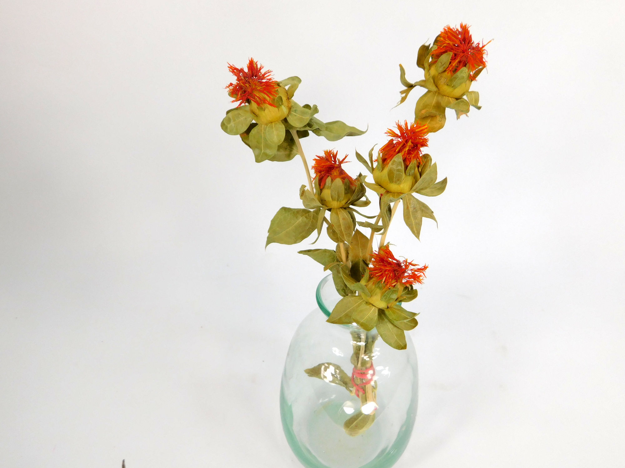 5 x Färberdistel, 10- 25 cm