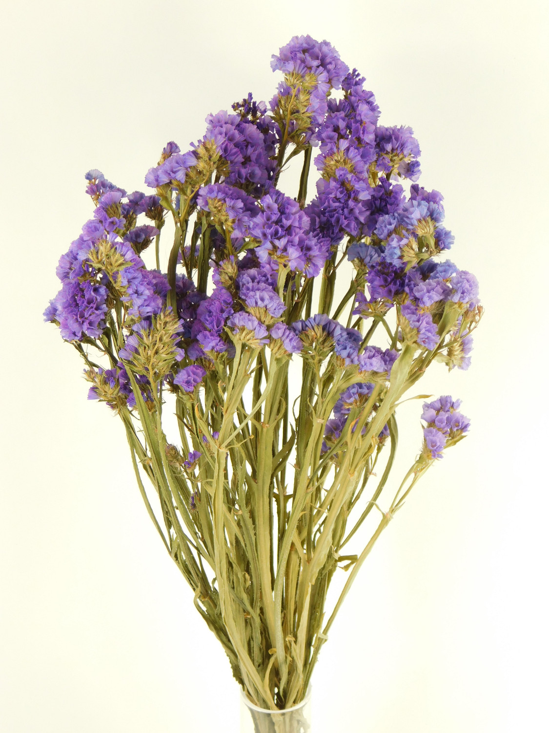 Strandflieder_Hell-Lila