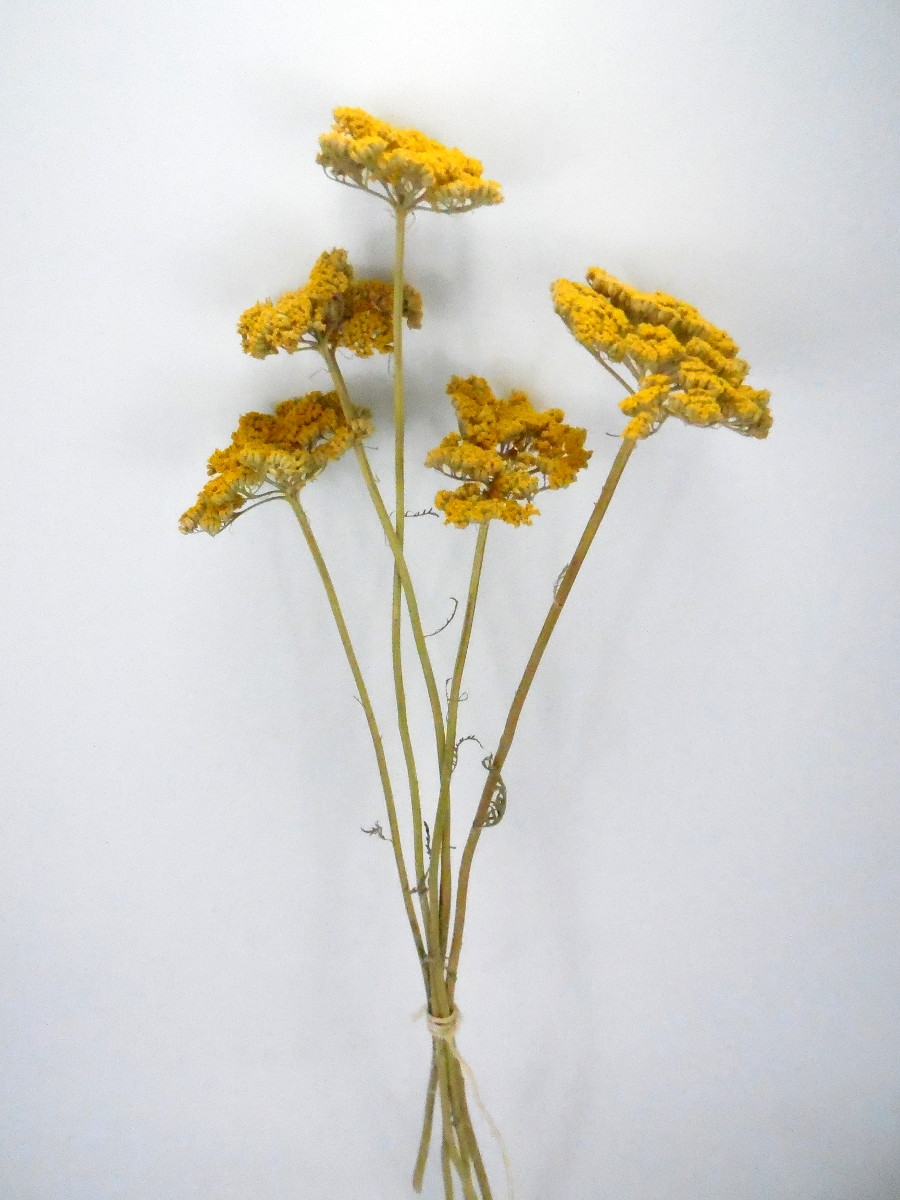 Schafgarbe(Achillea), Gelb, 7-10cm, *Bioanbau*, 1 Stängel