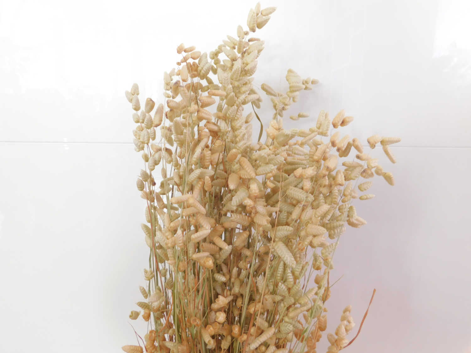 Zittergras2 Zittergras (Briza Maxima), natur, 45cm