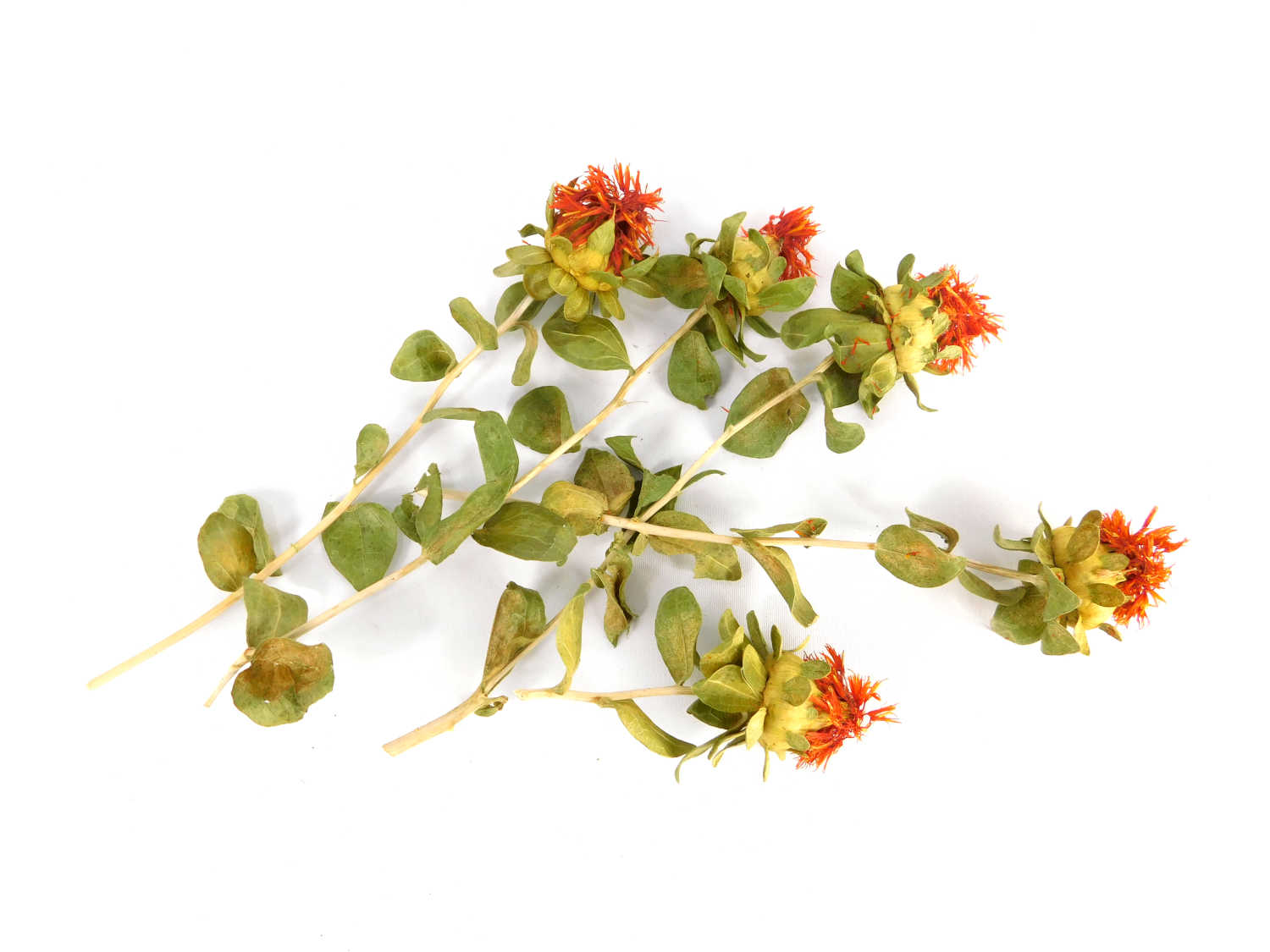 Faerberdistel_kurz 5 x Färberdistel, 6- 10 cm