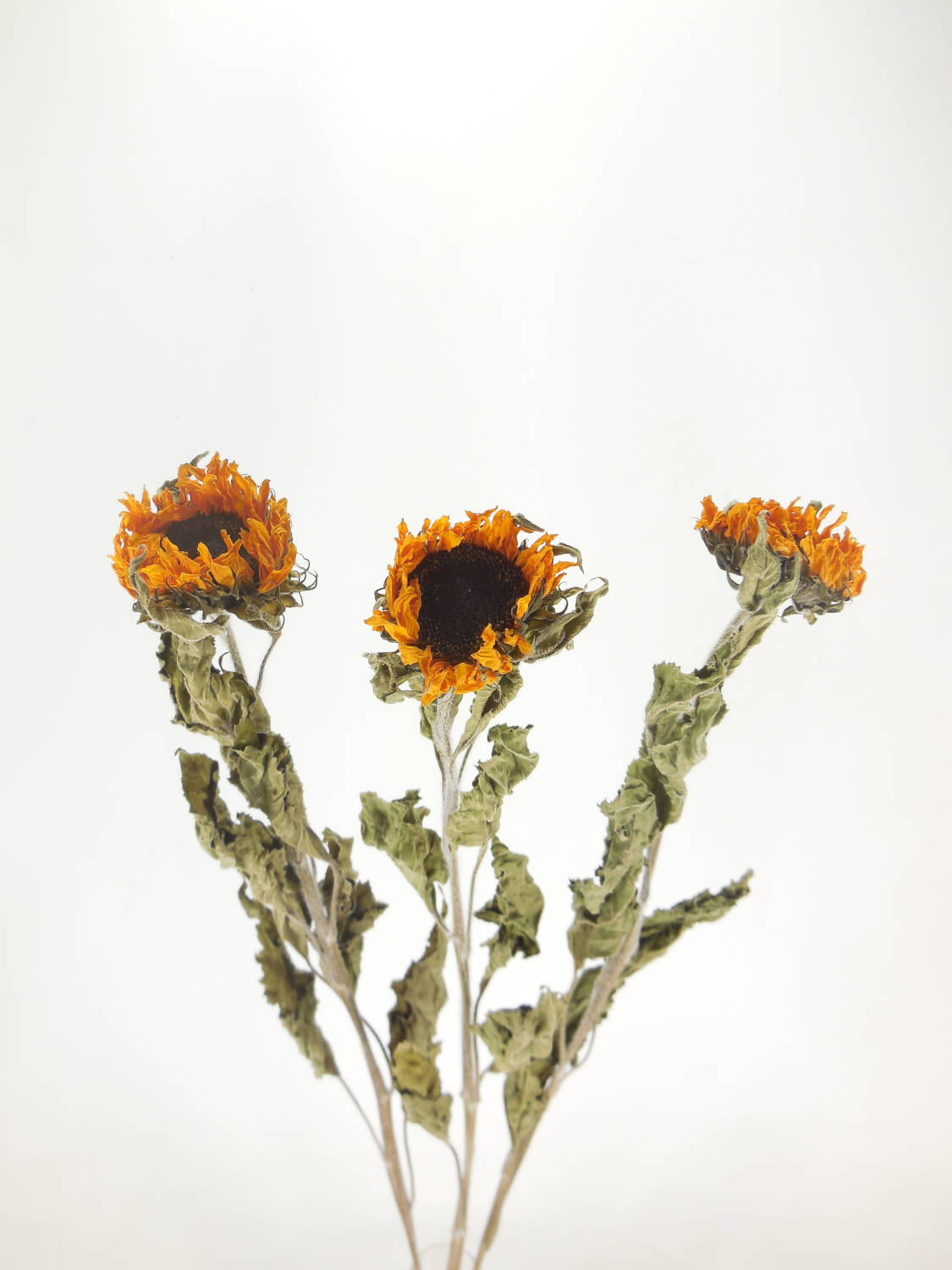 getrocknete Sonnenblume, 5cm, Länge: 65cm