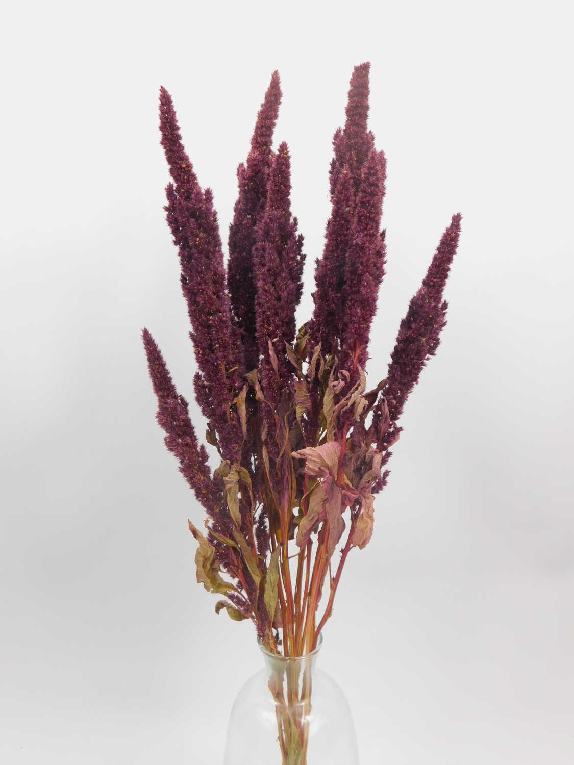 Amaranth, Rot, stehend, 50cm