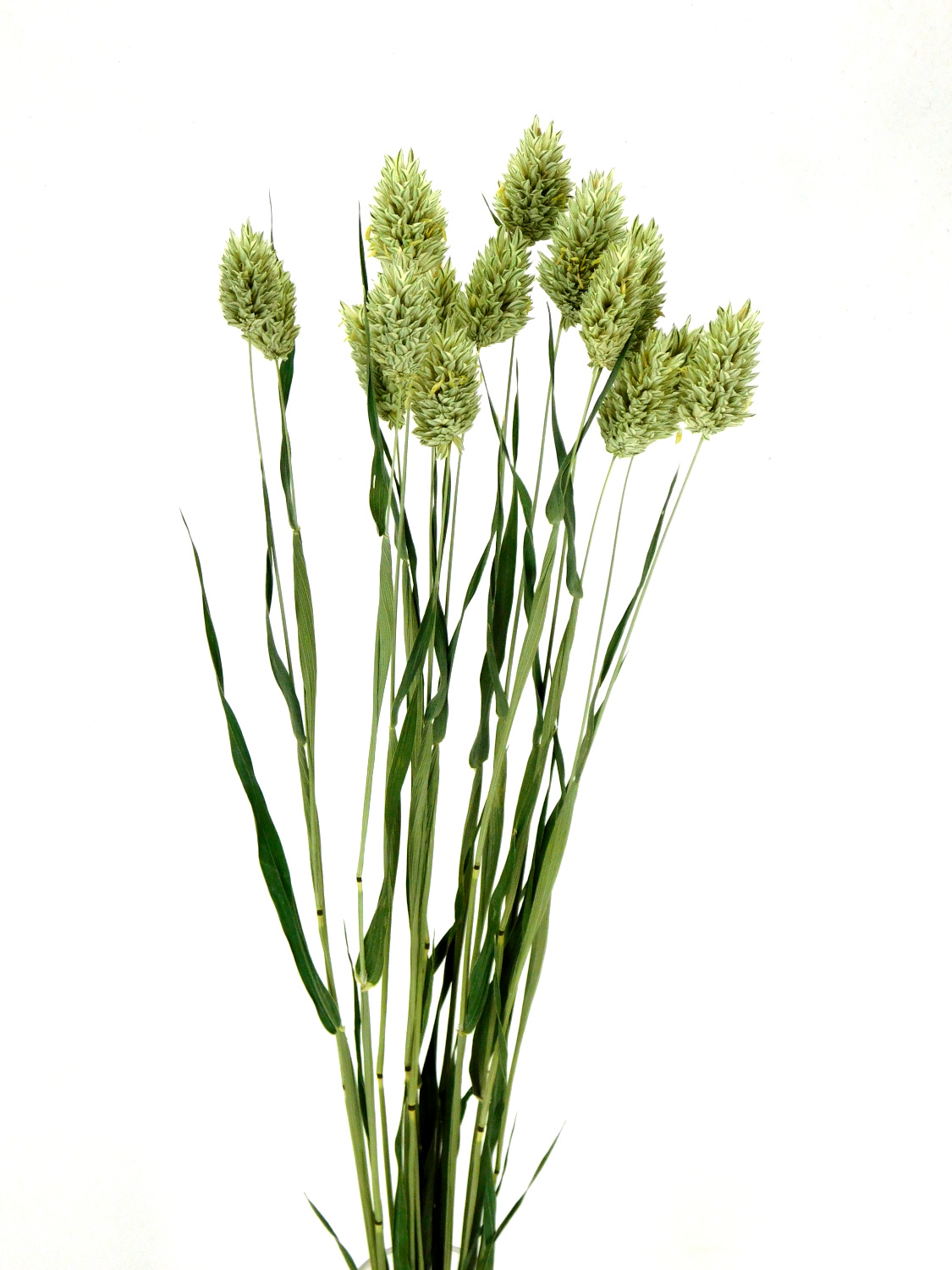 Kanariengras (Phalaris canariensis), 45cm, *Bio*