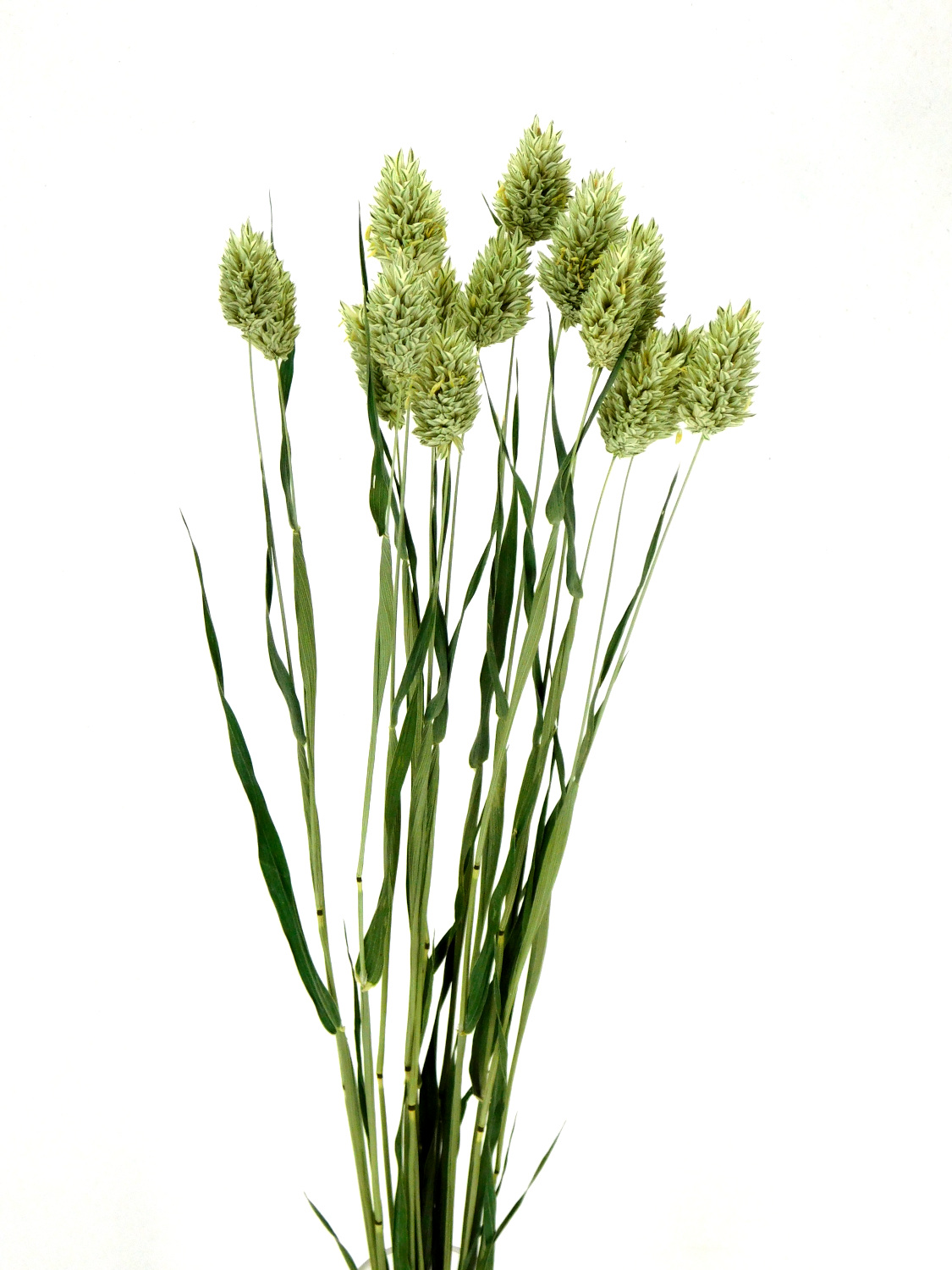 Phalaris_Bio_45cm Kanariengras (Phalaris canariensis), 45cm, *Bio*
