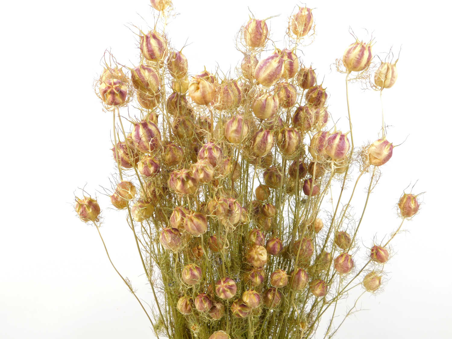 Jungfer_65cm Jungfer im Grünen (Nigella), ganzes Bund, 60 cm