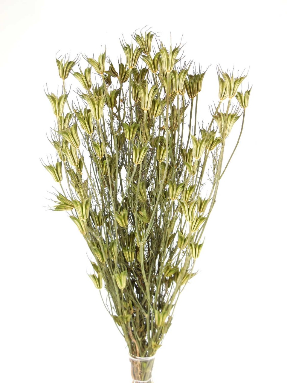Enchanted Trockenblumen Nigella Orientalis - Dekogras Grün 60cm